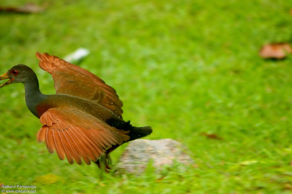 Grey-cowled Wood Railadult