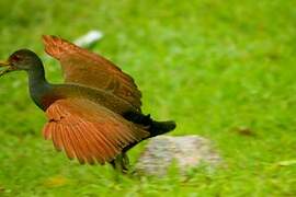 Grey-necked Wood Rail