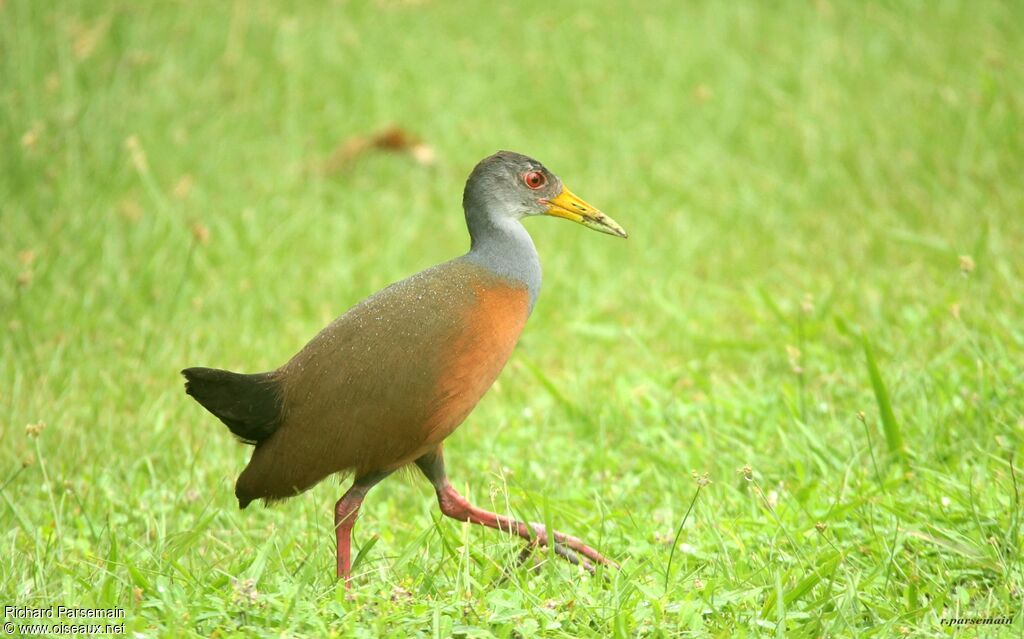 Grey-cowled Wood Railadult