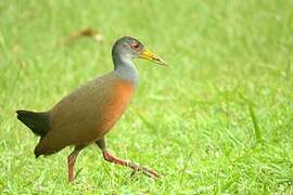 Grey-cowled Wood Rail