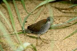 Grey-breasted Crake