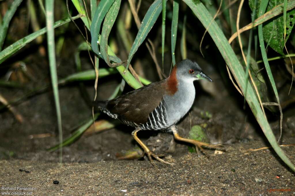 Grey-breasted Crakeadult