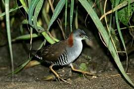 Grey-breasted Crake