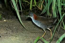 Grey-breasted Crake