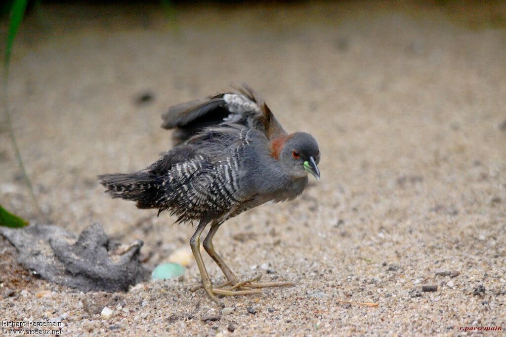 Grey-breasted Crakeadult