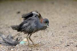 Grey-breasted Crake