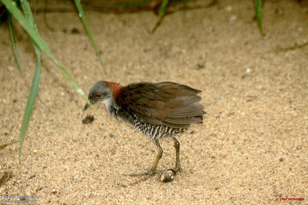 Grey-breasted Crakeadult