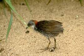 Grey-breasted Crake