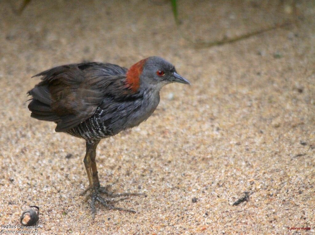 Grey-breasted Crakeadult