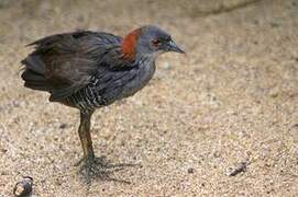 Grey-breasted Crake