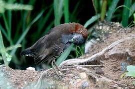 Grey-breasted Crake