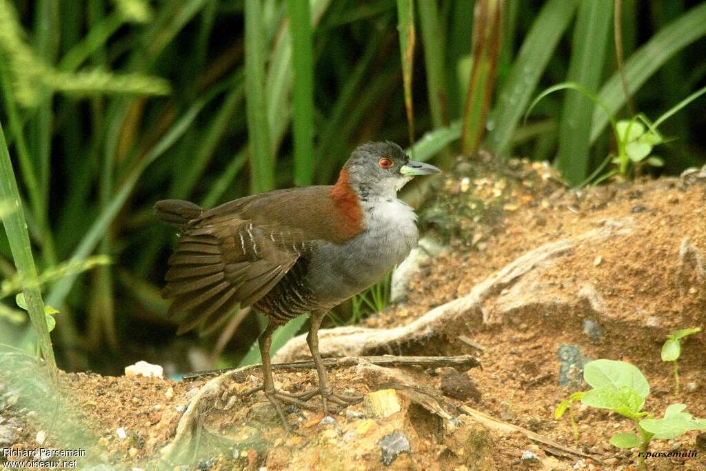 Grey-breasted Crakeadult, Behaviour