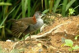 Grey-breasted Crake