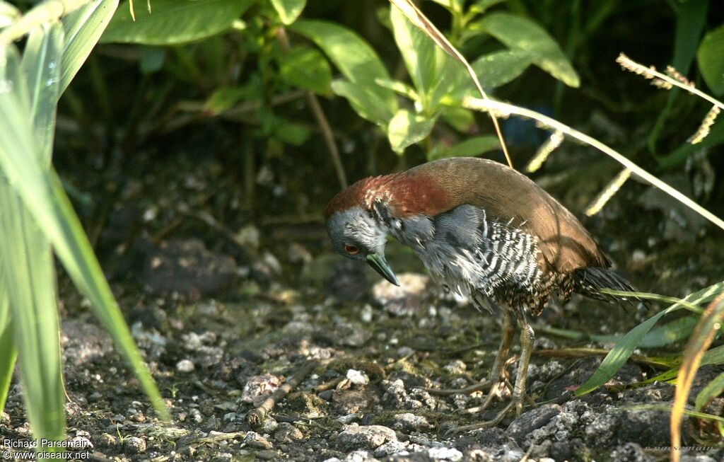 Grey-breasted Crakeadult