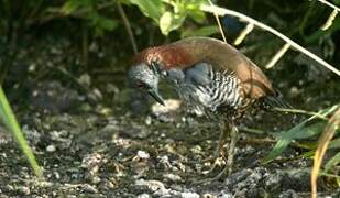 Grey-breasted Crake