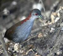 Grey-breasted Crake