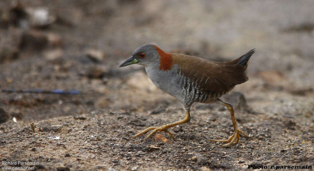 Râle grêleadulte, identification