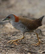 Grey-breasted Crake