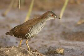 Grey-breasted Crake