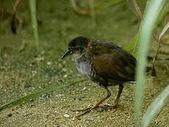 Grey-breasted Crake