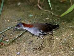 Grey-breasted Crake