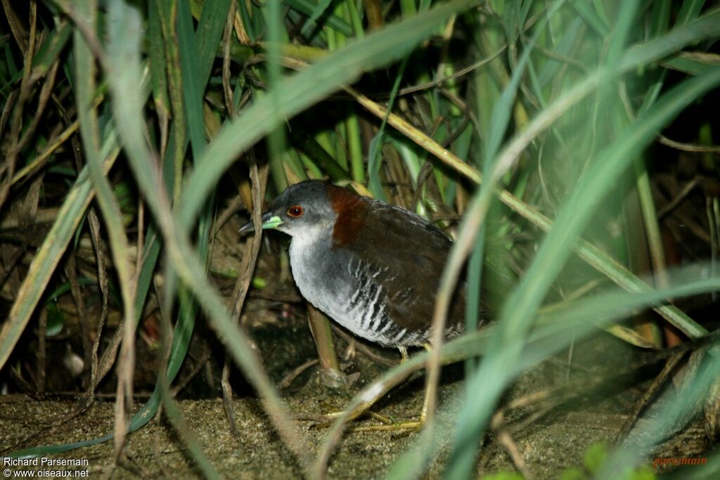 Grey-breasted Crakeadult