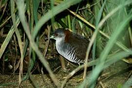 Grey-breasted Crake