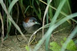 Grey-breasted Crake