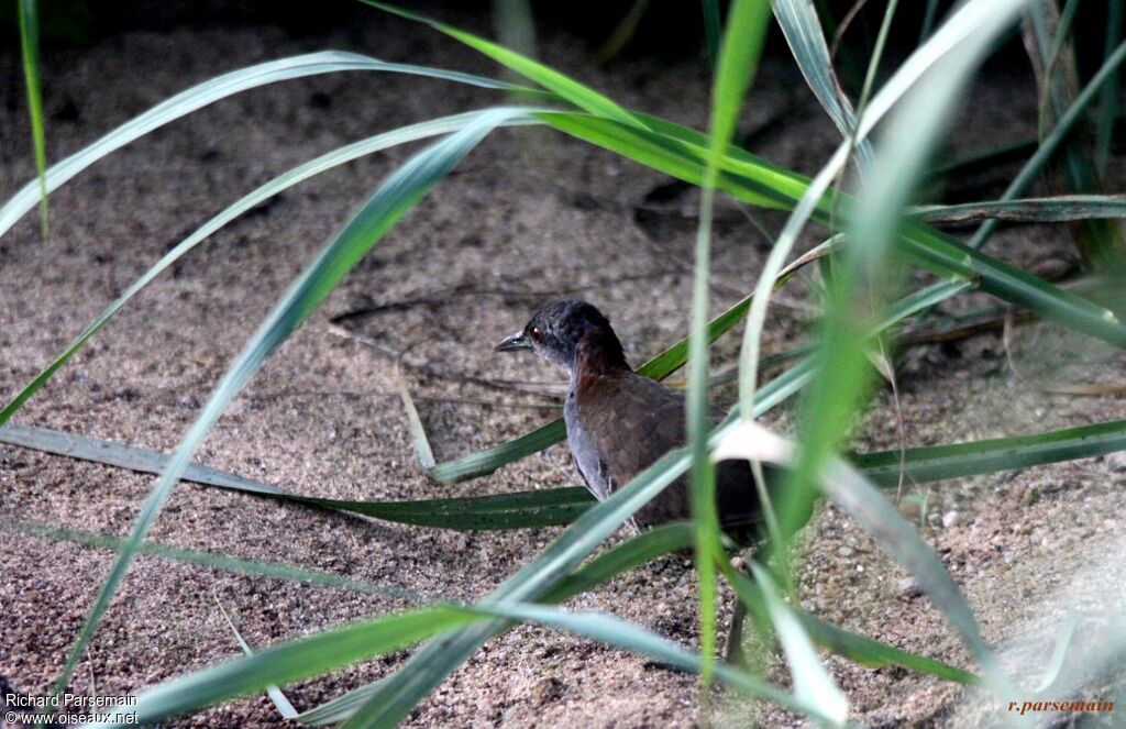 Grey-breasted Crakeadult