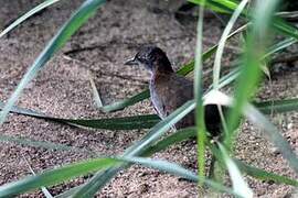 Grey-breasted Crake