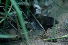 Grey-breasted Crake