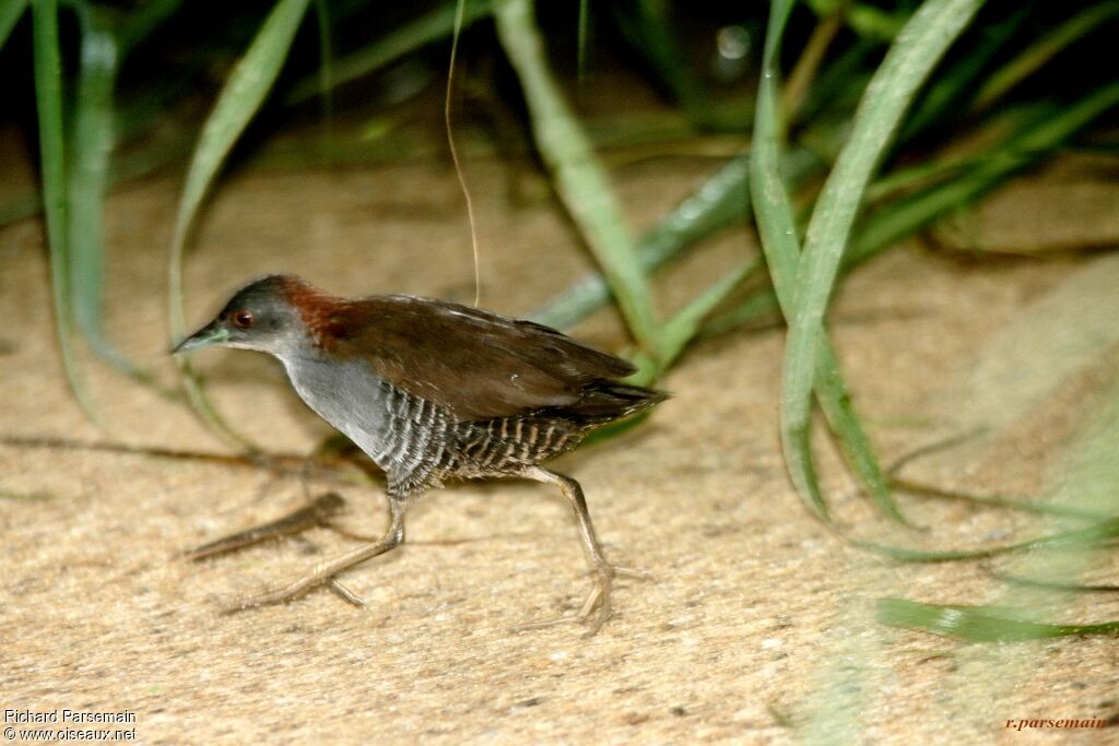 Grey-breasted Crakeadult