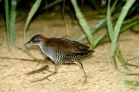 Grey-breasted Crake