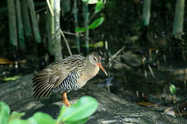 Mangrove Rail