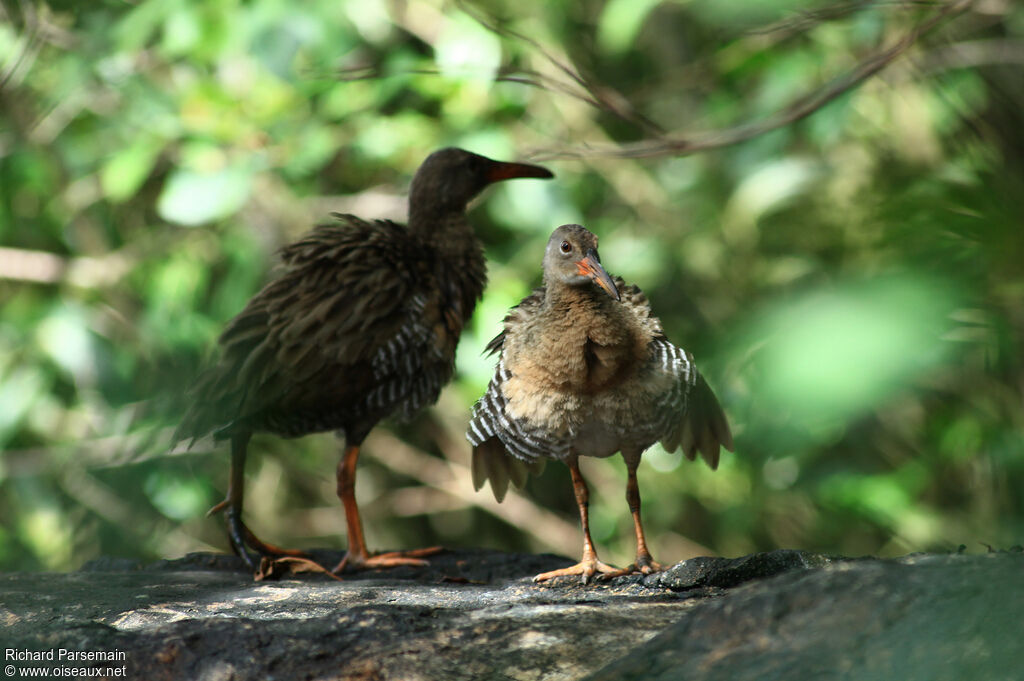 Mangrove Rail adult