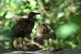 Mangrove Rail