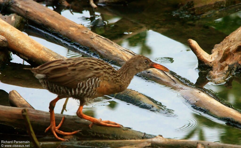 Mangrove Railadult