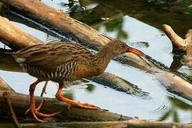 Mangrove Rail