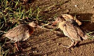 Mangrove Rail