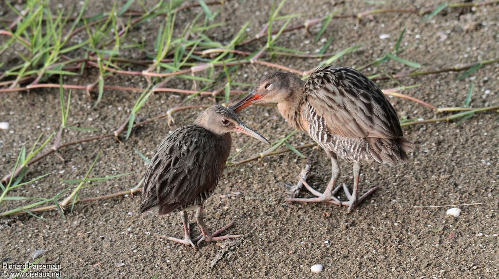 Mangrove Railadult, care