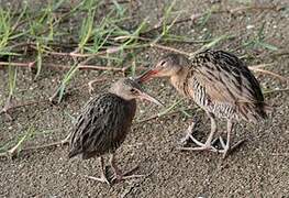 Mangrove Rail