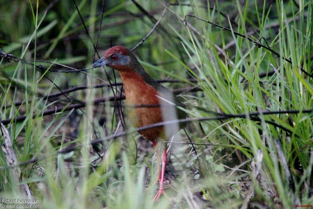 Russet-crowned Crakeadult, walking