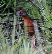 Russet-crowned Crake