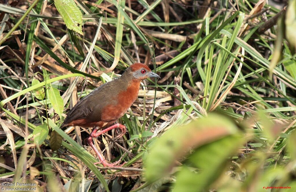 Russet-crowned Crakeadult