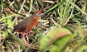 Russet-crowned Crake