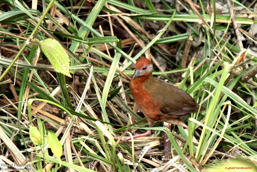 Russet-crowned Crakeadult