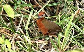 Russet-crowned Crake