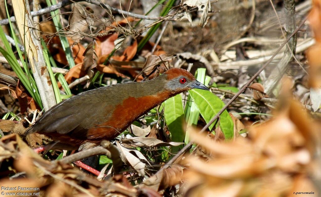 Russet-crowned Crakeadult, walking