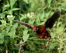 Russet-crowned Crake