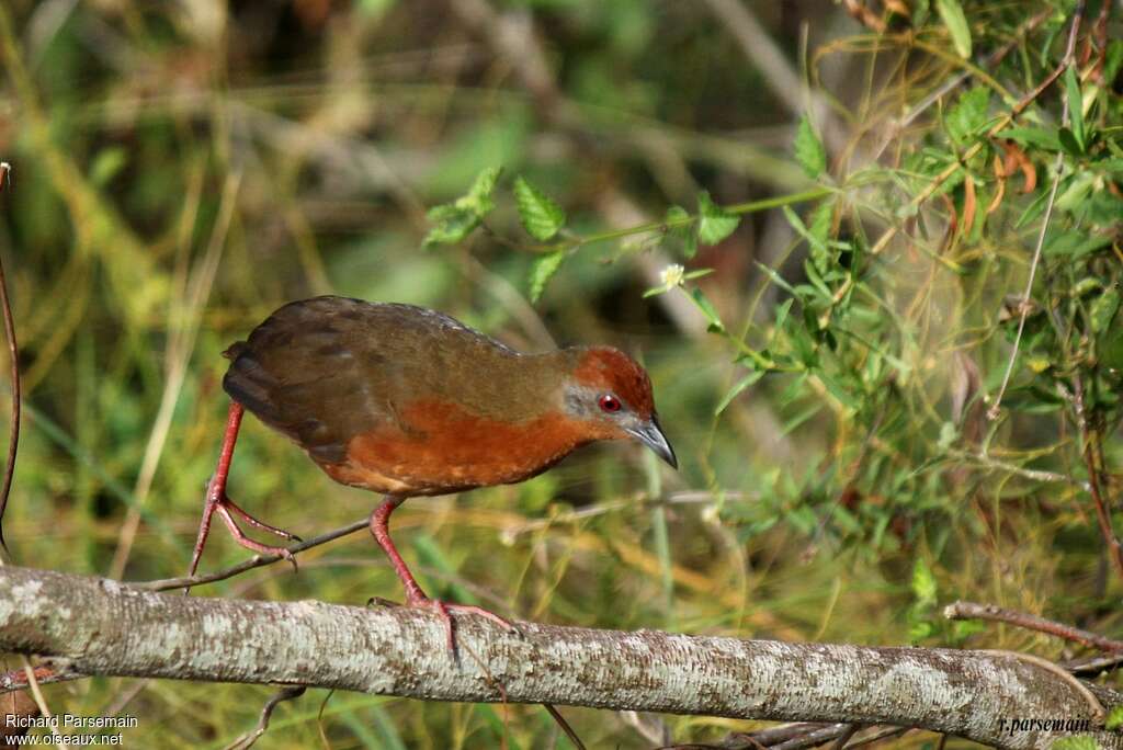 Russet-crowned Crakeadult, identification, walking